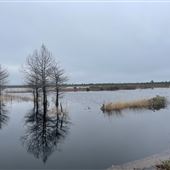 Holly Shelter Game Lands - Water