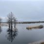 Holly Shelter Game Lands - Water
