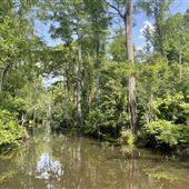 The Swamp Park