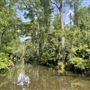 The Swamp Park