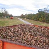 Pecan Grove