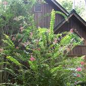 House #10055142