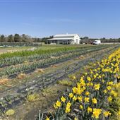 Trask Farms- Blue Clay Road Farm