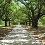Pleasant Oaks - Overview
