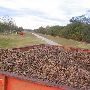 Pecan Grove