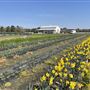 Trask Farms- Blue Clay Road Farm
