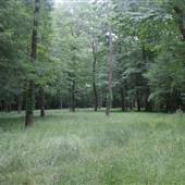 Corbett Property - Bladen County / Cape Fear River
