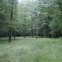 Corbett Property - Bladen County / Cape Fear River