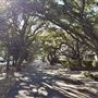Live Oak Drive