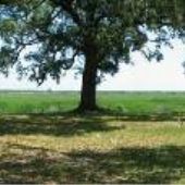 Pleasant Oaks - Fields