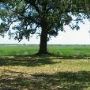 Pleasant Oaks - Fields