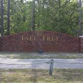 Tall Tree - Overview
