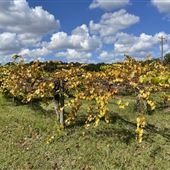 Bannerman Vineyard