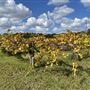 Bannerman Vineyard