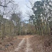 Cape Fear River Wetlands Game Land - Belhammon Tract