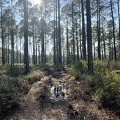 Green Swamp Preserve