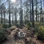 Green Swamp Preserve