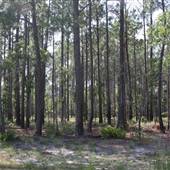 Trask Property - Daws Creek Road