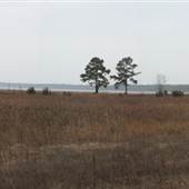 Little Singletary Lake