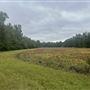 Trask Farms- Murrayville Farm (Trask Lake)