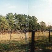 Alfred Wade Vineyard