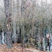 Holly Shelter Game Lands - water