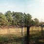 Alfred Wade Vineyard