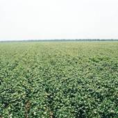 Cotton Field