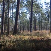 Pleasant Oaks - Woods