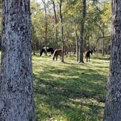 The Wild Horse Preserve at Grayce Wynds