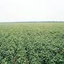 Cotton Field