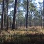 Pleasant Oaks - Woods