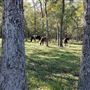 The Wild Horse Preserve at Grayce Wynds